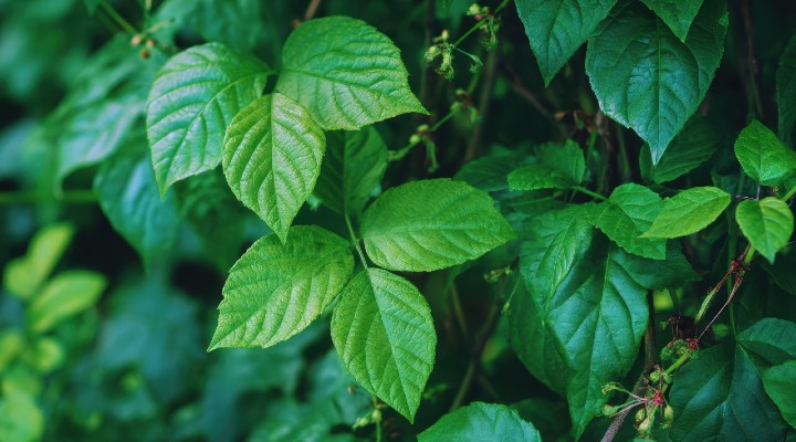 Poison ivy displayed in the wild.